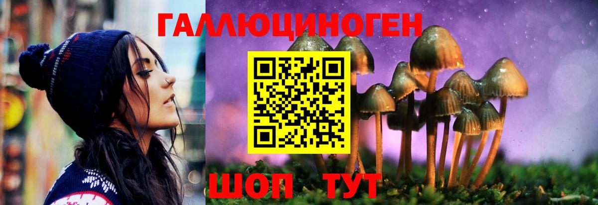 Псилоцибиновые грибы GOLDEN TEACHER  Вход с VPN  Галлюциногенные грибы GOLDEN TEACHER  купить наркоту  Шали 
